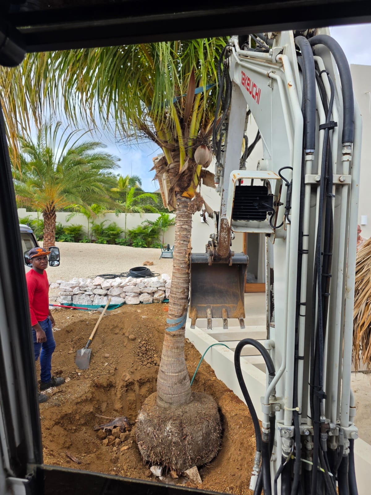 JDS excavator carefully relocating a mature palm tree
